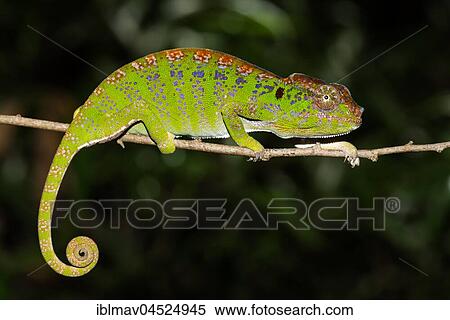 Labord's chameleon (Furcifer labordi), Female, Kirindy National Park, Madagascar, Africa View Large Photo Image Stock Photography - Labord's chameleon (Furcifer labordi), Female, Kirindy National Park, Madagascar, Africa. Fotosearch