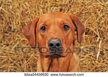 Stock Image - Labrador Retriever, dog, yellow. Fotosearch