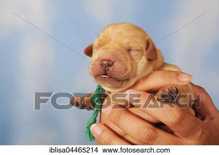 Labrador retriever puppy in hand, yellow, 7 days, eyes still closed View Large Photo Image Picture - Labrador retriever puppy in hand, yellow, 7 days, eyes still closed. Fotosearch