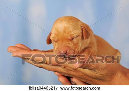 Stock Photo - Labrador retriever puppy on hand, yellow, 7 days, eyes still closed. Fotosearch