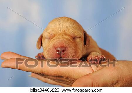 Labrador retriever puppy on hand, yellow, 7 days, eyes still closed View Large Photo Image Stock Photograph - Labrador retriever puppy on hand, yellow, 7 days, eyes still closed. Fotosearch