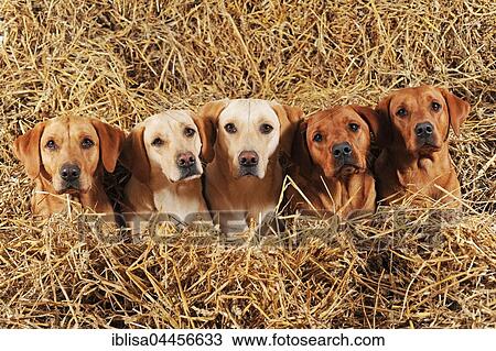 Stock Image - Labrador Retrievers, dogs and bitches, yellow, lying in straw. Fotosearch
