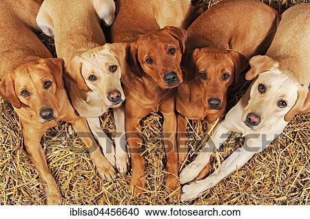 Labrador Retrievers, dogs and bitches, yellow, lying in straw View Large Photo Image Stock Image - Labrador Retrievers, dogs and bitches, yellow, lying in straw. Fotosearch
