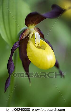 Lady's slipper (Cypripedium calceolus) View Large Photo Image Stock Image - Lady's slipper (Cypripedium calceolus). Fotosearch