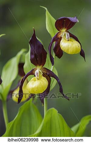 Stock Photo - Lady's slipper (Cypripedium calceolus). Fotosearch