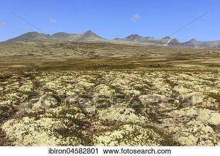 Landscape in the Fjell, Rondane National Park, Norway, Europe View Large Photo Image Stock Image - Landscape in the Fjell, Rondane National Park, Norway, Europe. Fotosearch