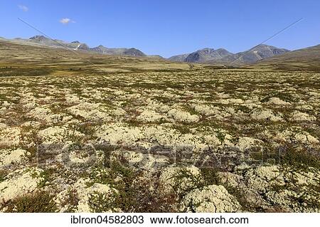 Stock Image - Landscape in the Fjell, Rondane National Park, Norway, Europe. Fotosearch