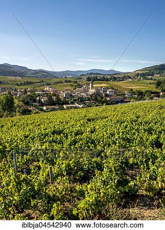 Lantignié village, Beaujolais vineyard, Rhone, Region Auvergne-Rhône-Alpes, France, Europe View Large Photo Image Stock Image - Lantignié village, Beaujolais vineyard, Rhone, Region Auvergne-Rhône-Alpes, France, Europe. Fotosearch