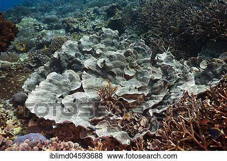 Large polyp stone coral (Echinopora pacificus), Nusa Lembongan, Bali, Indonesia, Asia View Large Photo Image Stock Photo - Large polyp stone coral (Echinopora pacificus), Nusa Lembongan, Bali, Indonesia, Asia. Fotosearch
