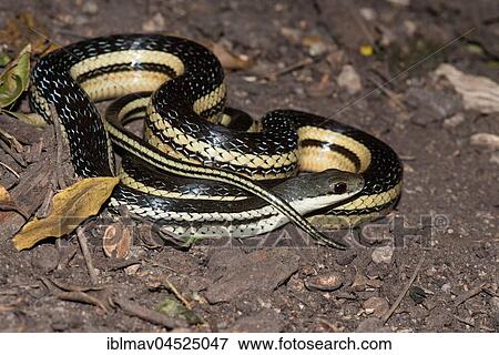 Lateral Water Snake (Thamnosophis lateralis), Anja Community Reserve, Madagascar, Africa View Large Photo Image Stock Photo - Lateral Water Snake (Thamnosophis lateralis), Anja Community Reserve, Madagascar, Africa. Fotosearch