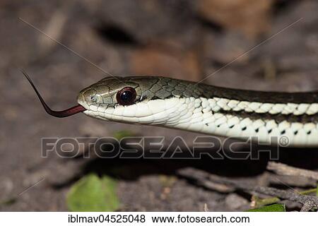 Stock Photo - Lateral Water Snake (Thamnosophis lateralis), Anja Community Reserve, Madagascar, Africa. Fotosearch