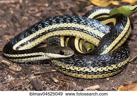 Lateral Water Snake (Thamnosophis lateralis), Anja Community Reserve, Madagascar, Africa View Large Photo Image Stock Photo - Lateral Water Snake (Thamnosophis lateralis), Anja Community Reserve, Madagascar, Africa. Fotosearch