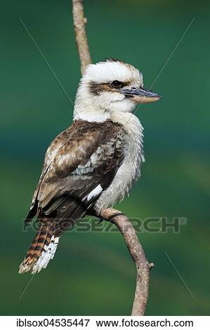 Laughing kookaburra, Laughing jackass, (Dacelo gigas), adult, sitting on branch, Australia, Oceania View Large Photo Image Stock Photo - Laughing kookaburra, Laughing jackass, (Dacelo gigas), adult, sitting on branch, Australia, Oceania. Fotosearch