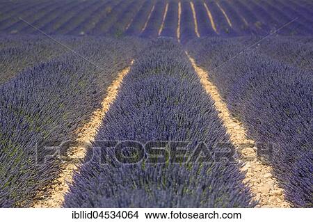 Lavender field, Plateau de Valensole, Valensole, Provence-Alpes-Cote d'Azur, France, Europe View Large Photo Image Picture - Lavender field, Plateau de Valensole, Valensole, Provence-Alpes-Cote d'Azur, France, Europe. Fotosearch