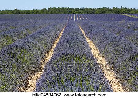 Lavender field, Plateau de Valensole, Valensole, Provence-Alpes-Cote d'Azur, France, Europe View Large Photo Image Stock Image - Lavender field, Plateau de Valensole, Valensole, Provence-Alpes-Cote d'Azur, France, Europe. Fotosearch