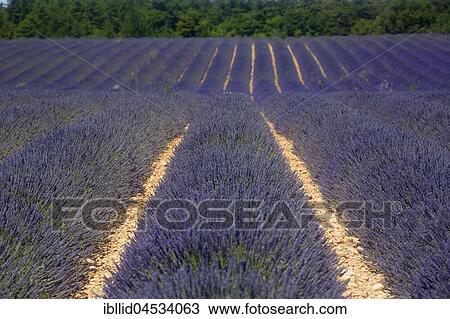 Lavender field, Plateau de Valensole, Valensole, Provence-Alpes-Cote d'Azur, France, Europe View Large Photo Image Stock Image - Lavender field, Plateau de Valensole, Valensole, Provence-Alpes-Cote d'Azur, France, Europe. Fotosearch