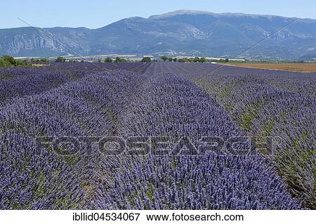 Stock Photo - Lavender field, Plateau de Valensole, Valensole, Provence-Alpes-Cote d'Azur, France, Europe. Fotosearch
