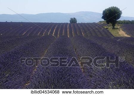 Stock Photo - Lavender field, Plateau de Valensole, Valensole, Provence-Alpes-Cote d'Azur, France, Europe. Fotosearch