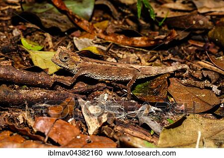 Leaf chameleon (Brookesia Antakarana), male camouflaged on the ground, Amber Mountain National Park, Diana, Madagascar, Africa View Large Photo Image Stock Image - Leaf chameleon (Brookesia Antakarana), male camouflaged on the ground, Amber Mountain National Park, Diana, Madagascar, Africa. Fotosearch