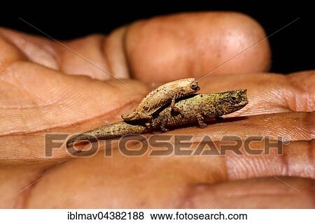 Leaf chameleons (Brookesia tuberculata), couple on human's palm, Amber Mountain National Park, Diana, Madagascar, Africa View Large Photo Image Stock Photo - Leaf chameleons (Brookesia tuberculata), couple on human's palm, Amber Mountain National Park, Diana, Madagascar, Africa. Fotosearch