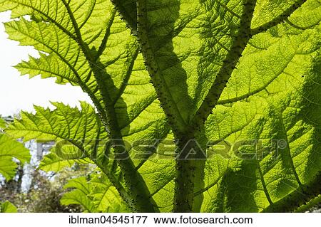 Leaf of Giant rhubarb (Gunnera manicata), The Lost Gardens of Heligan, Cornwall, England, United Kingdom, Europe View Large Photo Image Stock Photo - Leaf of Giant rhubarb (Gunnera manicata), The Lost Gardens of Heligan, Cornwall, England, United Kingdom, Europe. Fotosearch