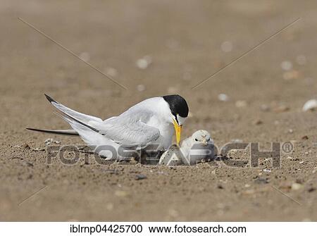 Least Terns (Sterna antillarum), adult warming newborn chicks, Laguna Madre, South Padre Island, Texas, USA, North America View Large Photo Image Stock Image - Least Terns (Sterna antillarum), adult warming newborn chicks, Laguna Madre, South Padre Island, Texas, USA, North America. Fotosearch