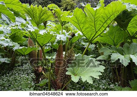 Leaves and flowers of Giant Rhubarb (Gunnera manicata), Trebah Garden, near Falmouth, Cornwall, England, United Kingdom, Europe View Large Photo Image Picture - Leaves and flowers of Giant Rhubarb (Gunnera manicata), Trebah Garden, near Falmouth, Cornwall, England, United Kingdom, Europe. Fotosearch