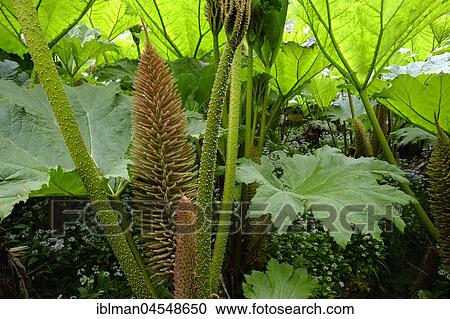 Leaves and flowers of Giant Rhubarb (Gunnera manicata), Trebah Garden, near Falmouth, Cornwall, England, United Kingdom, Europe View Large Photo Image Stock Image - Leaves and flowers of Giant Rhubarb (Gunnera manicata), Trebah Garden, near Falmouth, Cornwall, England, United Kingdom, Europe. Fotosearch