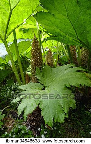 Stock Photo - Leaves and flowers of Giant Rhubarb (Gunnera manicata), Trebah Garden, near Falmouth, Cornwall, England, United Kingdom, Europe. Fotosearch