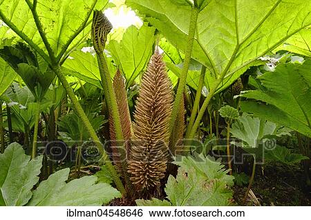 Leaves and flowers of Giant Rhubarb (Gunnera manicata), Trebah Garden, near Falmouth, Cornwall, England, United Kingdom, Europe View Large Photo Image Stock Photograph - Leaves and flowers of Giant Rhubarb (Gunnera manicata), Trebah Garden, near Falmouth, Cornwall, England, United Kingdom, Europe. Fotosearch
