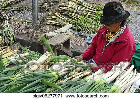 Stock Image - Leek stand at the market, Otavalo, Imbabura Province, Ecuador, South America. Fotosearch