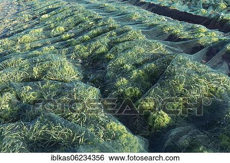 Stock Photograph - Leeks and lettuce Lollo Bionda (Lactuca sativa) under a bird protection net, field cultivation in November, Lower Rhine, North Rhine-Westphalia, Germany, Europe. Fotosearch