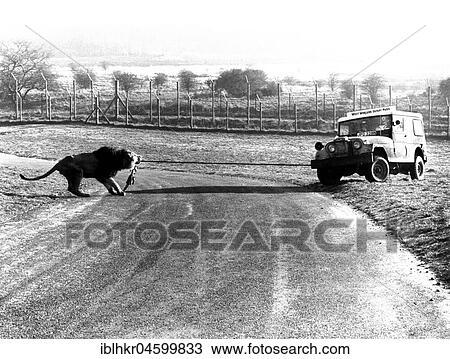 Stock Image - Leo pulls car, England, Great Britain. Fotosearch