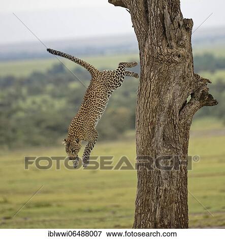 Leopard (Panthera pardus) jumps from a tree, Massai Mara Game Reserve, Kenya, Africa View Large Photo Image Stock Photo - Leopard (Panthera pardus) jumps from a tree, Massai Mara Game Reserve, Kenya, Africa. Fotosearch