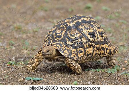 Leopard tortoise (Stigmochelys pardalis), moving, Kruger National Park, South Africa, Africa View Large Photo Image Stock Image - Leopard tortoise (Stigmochelys pardalis), moving, Kruger National Park, South Africa, Africa. Fotosearch