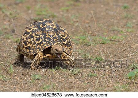 Leopard tortoise (Stigmochelys pardalis), moving, mouth open, Kruger National Park, South Africa, Africa View Large Photo Image Stock Photo - Leopard tortoise (Stigmochelys pardalis), moving, mouth open, Kruger National Park, South Africa, Africa. Fotosearch