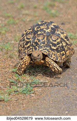 Leopard tortoise (Stigmochelys pardalis), moving along a paved road, Kruger National Park, South Africa, Africa View Large Photo Image Stock Photo - Leopard tortoise (Stigmochelys pardalis), moving along a paved road, Kruger National Park, South Africa, Africa. Fotosearch