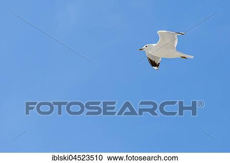 Lesser balck-backed gull (Larus fuscus), Amrum, Schleswig-Holstein, Germany, Europe View Large Photo Image Stock Image - Lesser balck-backed gull (Larus fuscus), Amrum, Schleswig-Holstein, Germany, Europe. Fotosearch