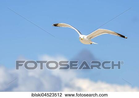 Stock Image - Lesser balck-backed gull (Larus fuscus), Amrum, Schleswig-Holstein, Germany, Europe. Fotosearch