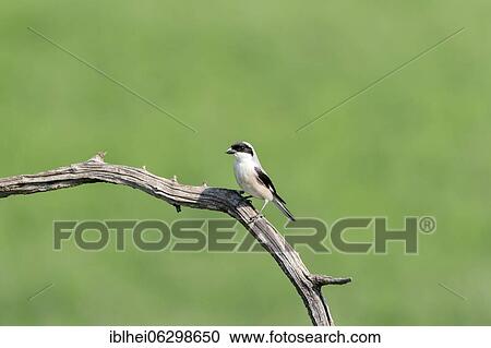 Stock Image - Lesser Grey Shrike (Lanius minor) sitting on a branch at the side, Kiskunság, Hungary, Europe. Fotosearch