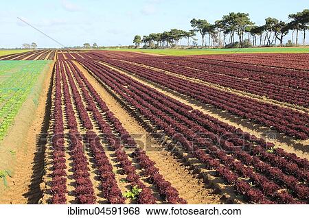 Lettuce crop growing in field, Buckanay Farm, Alderton, Suffolk, England, UK View Large Photo Image Stock Photo - Lettuce crop growing in field, Buckanay Farm, Alderton, Suffolk, England, UK. Fotosearch