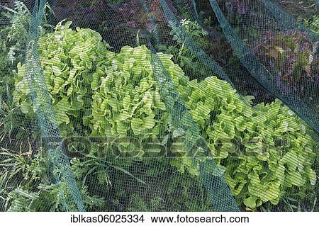 Lettuce Lollo Bionda (Lactuca sativa) under a bird protection net, field cultivation in November, Lower Rhine, North Rhine-Westphalia, Germany, Europe View Large Photo Image Picture - Lettuce Lollo Bionda (Lactuca sativa) under a bird protection net, field cultivation in November, Lower Rhine, North Rhine-Westphalia, Germany, Europe. Fotosearch