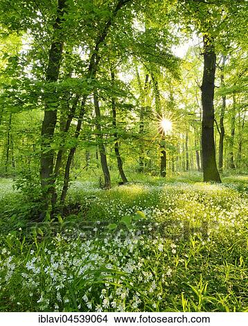 Picture - Light-flooded, near-natural mixed forest, morning sun shining through trees, early flowering plants covering the ground, near Freyburg, Saxony-Anhalt, Germany, Europe. Fotosearch