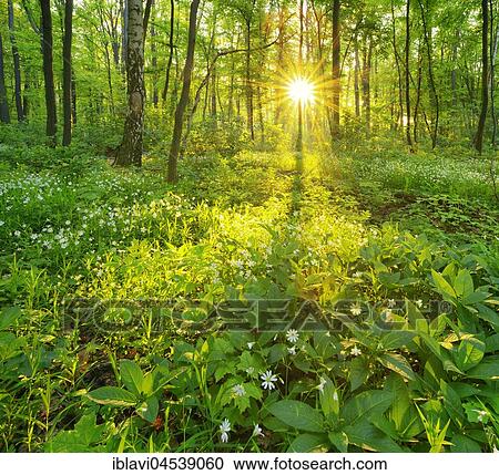 Light-flooded, near-natural mixed forest, morning sun shining through trees, early flowering plants covering the ground, near Freyburg, Saxony-Anhalt, Germany, Europe View Large Photo Image Stock Image - Light-flooded, near-natural mixed forest, morning sun shining through trees, early flowering plants covering the ground, near Freyburg, Saxony-Anhalt, Germany, Europe. Fotosearch