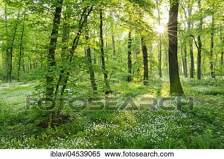 Light-flooded, near-natural mixed forest, morning sun shining through trees, early flowering plants covering the ground, near Freyburg, Saxony-Anhalt, Germany, Europe View Large Photo Image Stock Photography - Light-flooded, near-natural mixed forest, morning sun shining through trees, early flowering plants covering the ground, near Freyburg, Saxony-Anhalt, Germany, Europe. Fotosearch