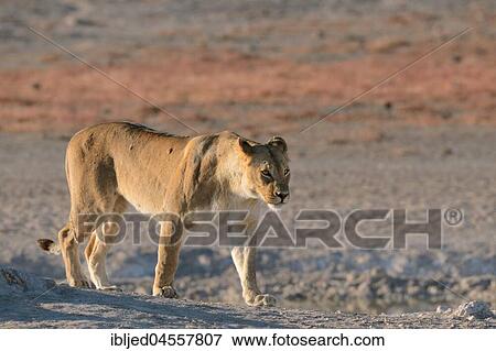 Lioness (Panthera leo) at a waterhole, walking, morning light, Etosha National Park, Namibia, Africa View Large Photo Image Stock Photo - Lioness (Panthera leo) at a waterhole, walking, morning light, Etosha National Park, Namibia, Africa. Fotosearch