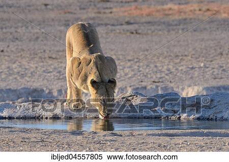 Lioness (Panthera leo) drinking at a waterhole, morning light, Etosha National Park, Namibia, Africa View Large Photo Image Stock Photography - Lioness (Panthera leo) drinking at a waterhole, morning light, Etosha National Park, Namibia, Africa. Fotosearch
