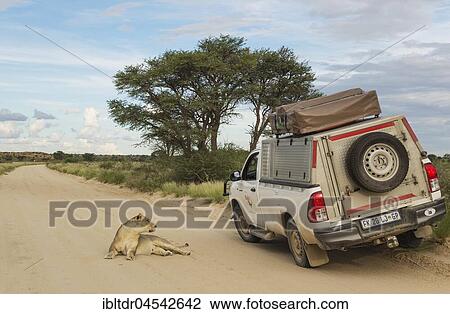 Stock Image - Lioness (Panthera leo), female resting on a road, being disturbed by a tourist vehicle on a game drive, rainy season, green surroundings, Kalahari Desert, Kgalagadi Transfrontier Park, South Africa, Africa. Fotosearch