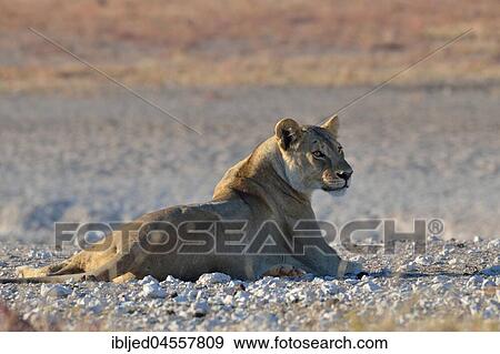 Stock Photo - Lioness (Panthera leo) resting on desolate ground near waterhole, morning light, Etosha National Park, Namibia, Africa. Fotosearch