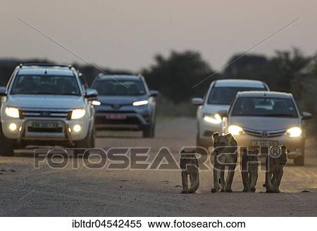 Lions (Panthera leo), female with three cubs walking on a road, at dawn, cars behind for morning game drive, Kalahari Desert, Kgalagadi Transfrontier Park, South Africa, Africa View Large Photo Image Stock Photography - Lions (Panthera leo), female with three cubs walking on a road, at dawn, cars behind for morning game drive, Kalahari Desert, Kgalagadi Transfrontier Park, South Africa, Africa. Fotosearch